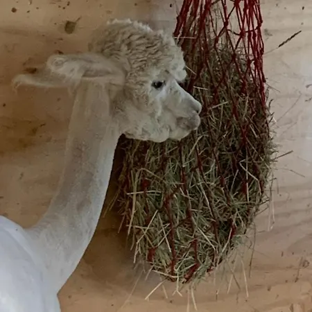 Tarahaus * 장크트 게오르겐 임 슈바르츠발트