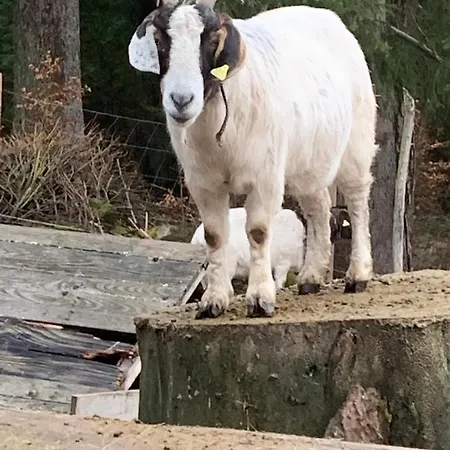 아파트 Tarahaus 장크트 게오르겐 임 슈바르츠발트
